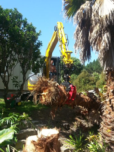 palm removal Bay of Islands