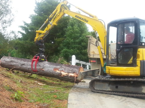 tree logging Bay of Islands