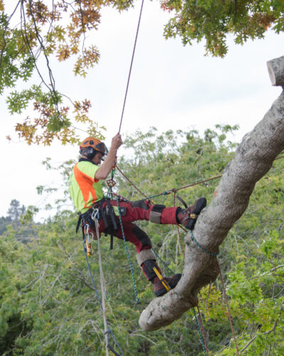 tree trimming Bay of Islands