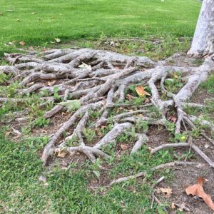 Protecting Tree Roots