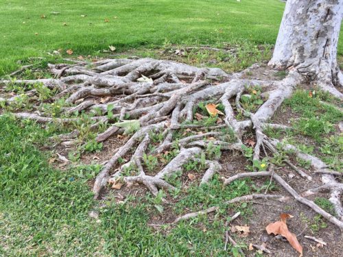 Protecting Tree Roots