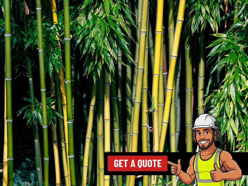 Bamboo Removal service