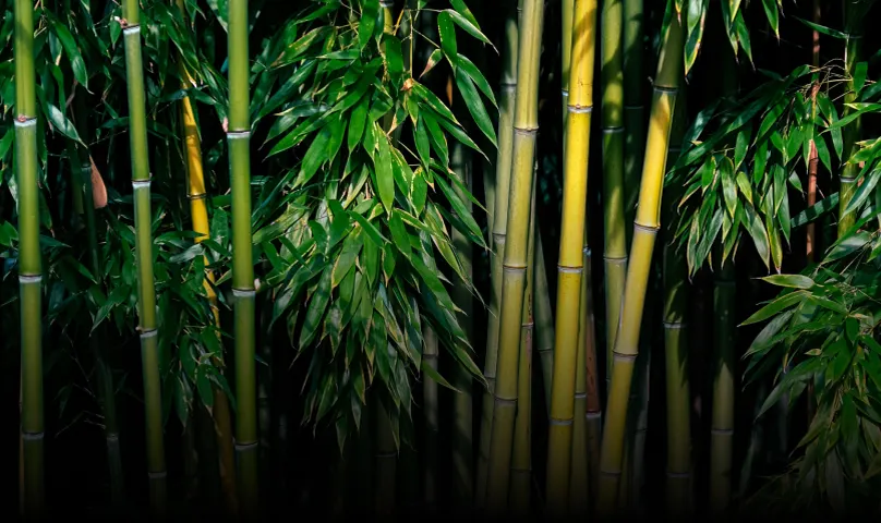 Bamboo Removal