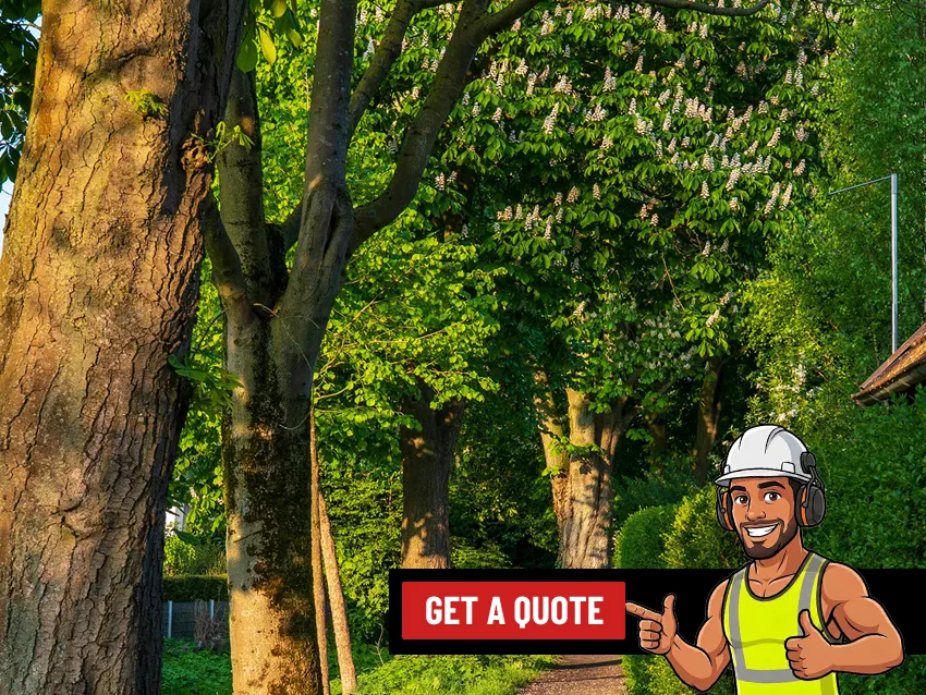 Hedge Trimming service