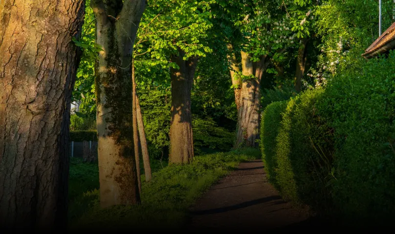 Hedge Trimming