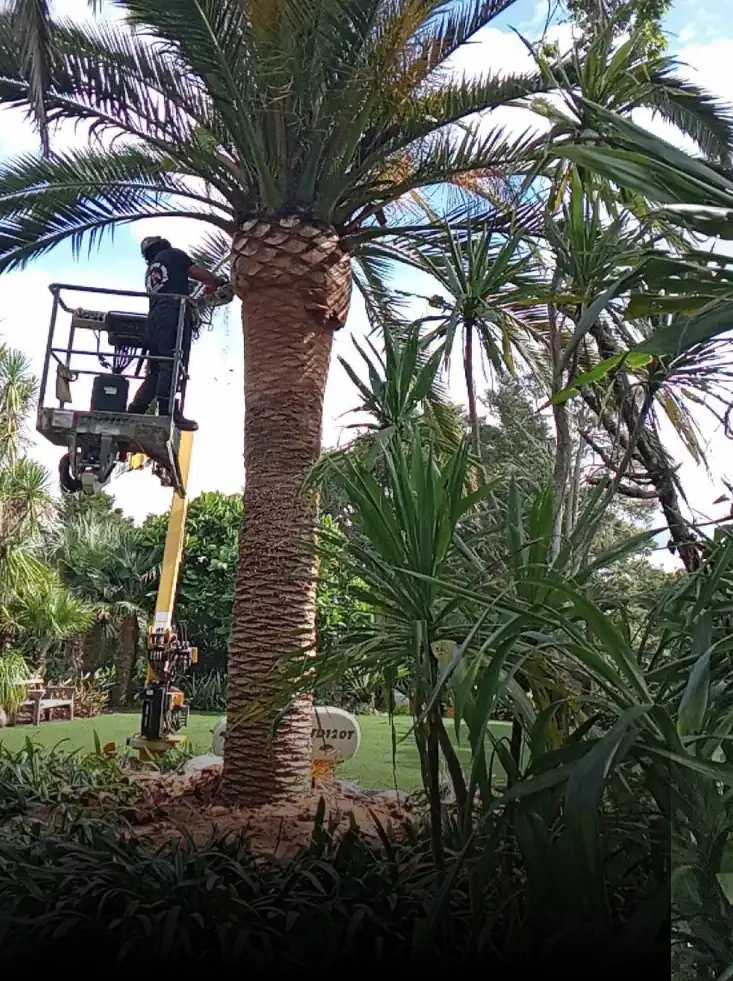 Palm Trees
