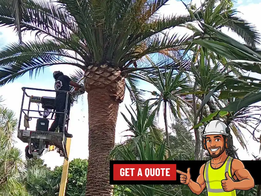 Palm Trimming & Removal service
