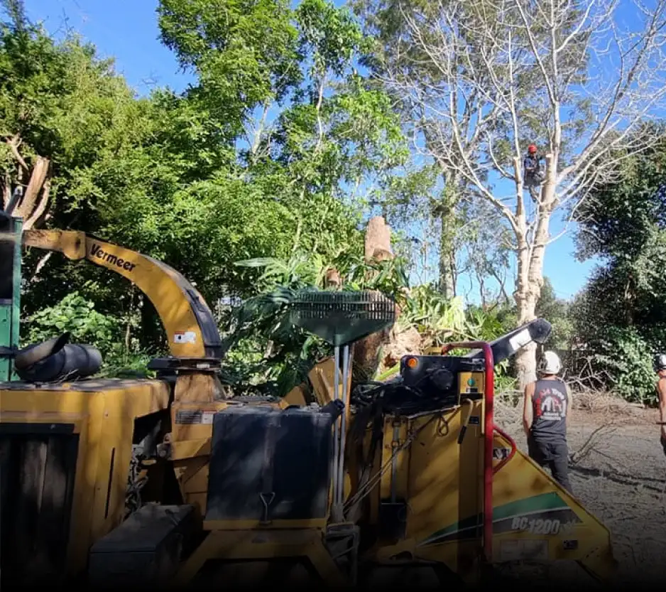 Tree Mulching