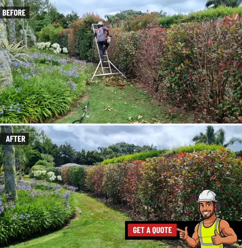 Man trimming a hedge in Northland