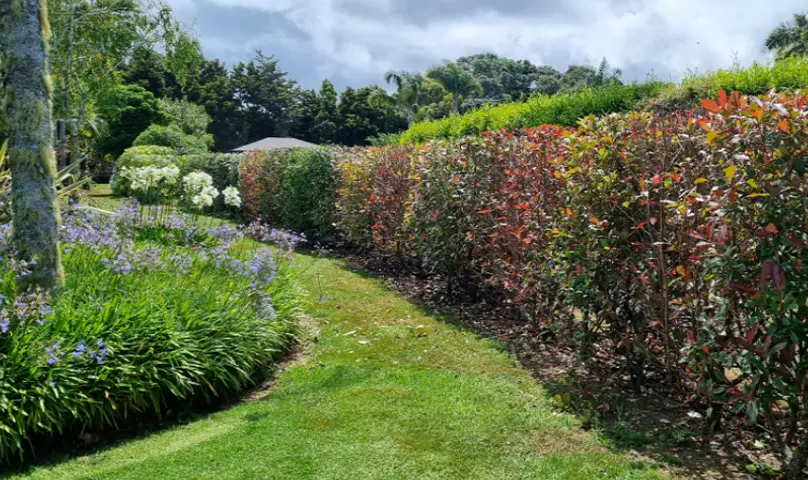 Hedge trimming services in Whangarei, Bay of Islands and throughout Northland