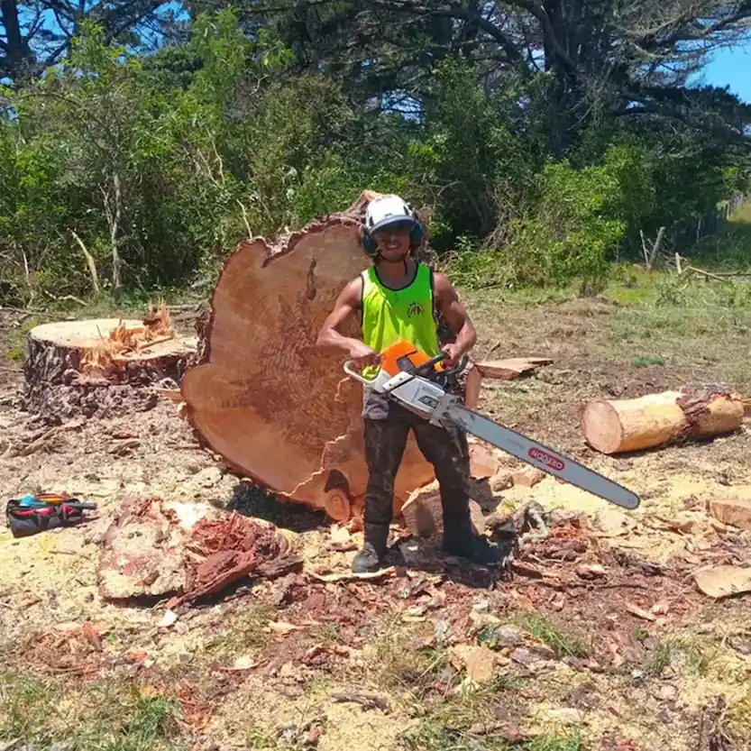 Tree services man removing a large tree in Whangarei