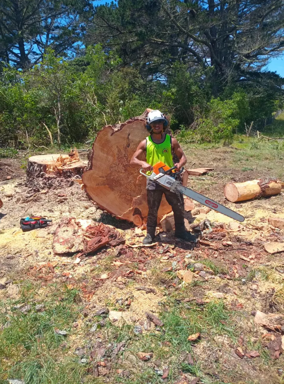Tree services man removing a large tree in Whangarei
