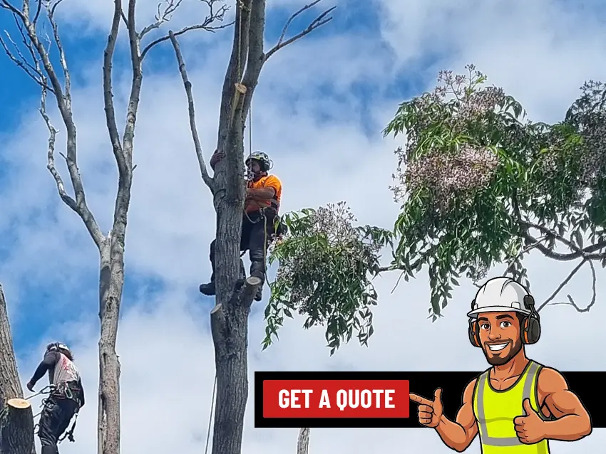 Arborist climbing a tree to trim branches