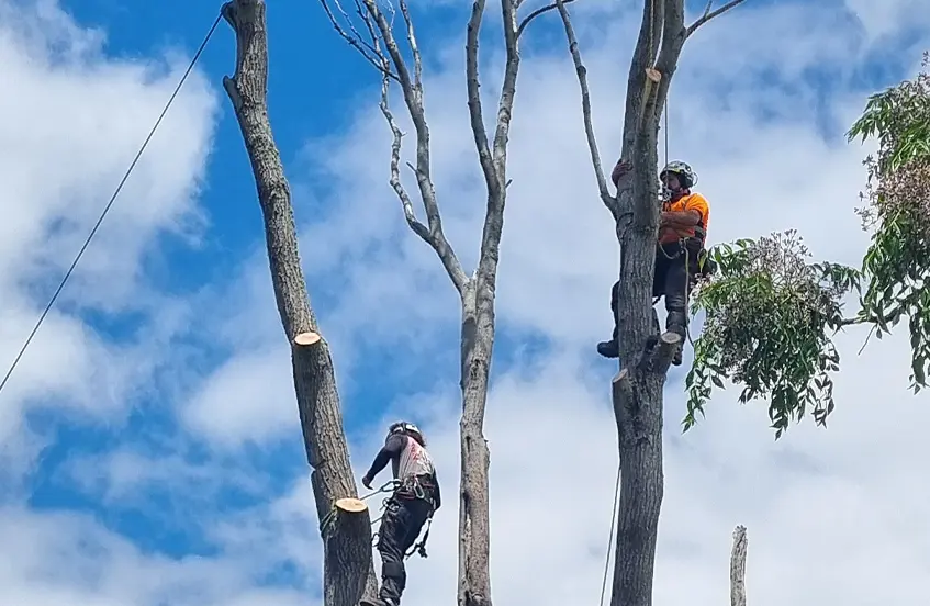 Arborists up in a tree trimming branches